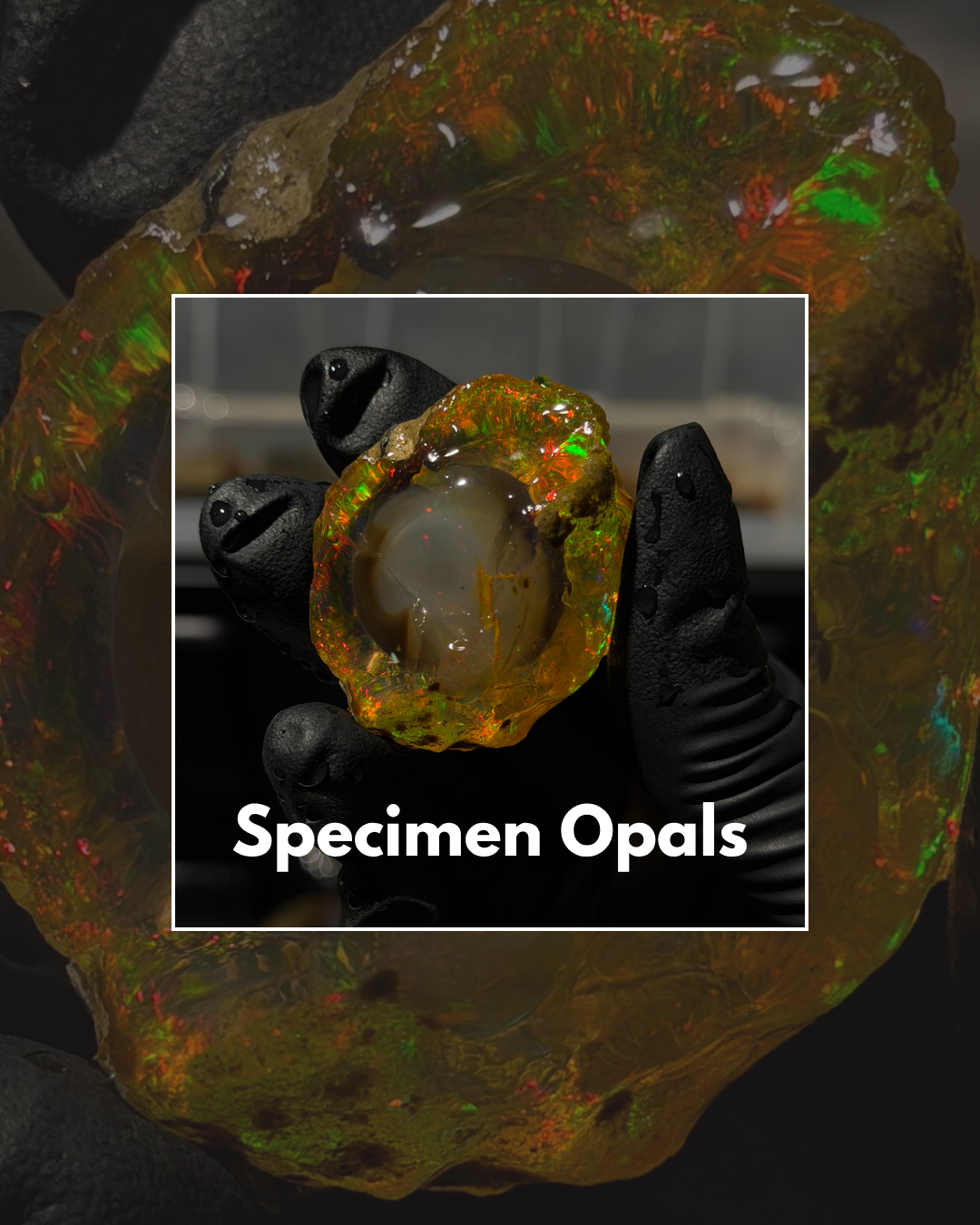 Premium Specimens