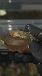 80gm Ethiopian Specimen Opal