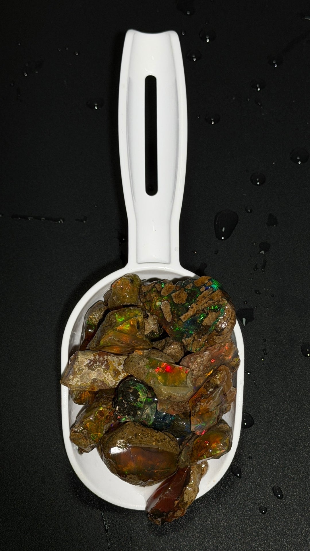 The Opal Scoop - Regular